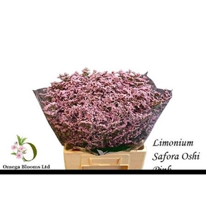 Lim Safora Oshi Pink