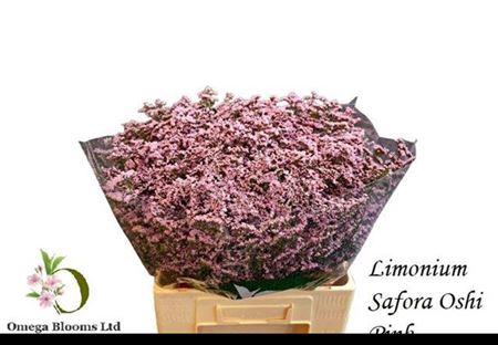 <h4>Lim Safora Oshi Pink</h4>