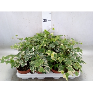 Hedera helix 'Eva'