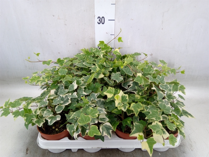 <h4>Hedera helix 'Eva'</h4>