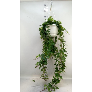 Hedera helix 'Mein Herz'