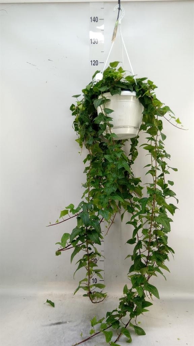 <h4>Hedera helix 'Mein Herz'</h4>