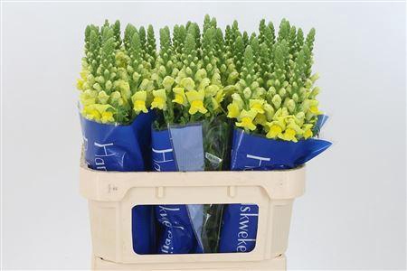 <h4>Antir Poto Yellow</h4>