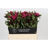 Paeonia Red Sarah Bernhardt