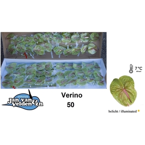 Verino 50