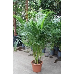 Chrysalidocarpus lutescens overig