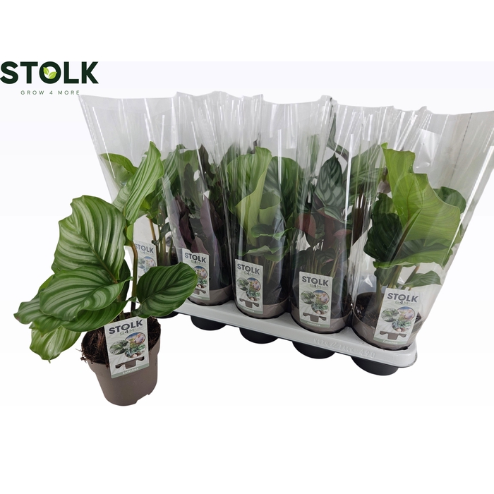 <h4>CALAT GEM 4 SRT</h4>