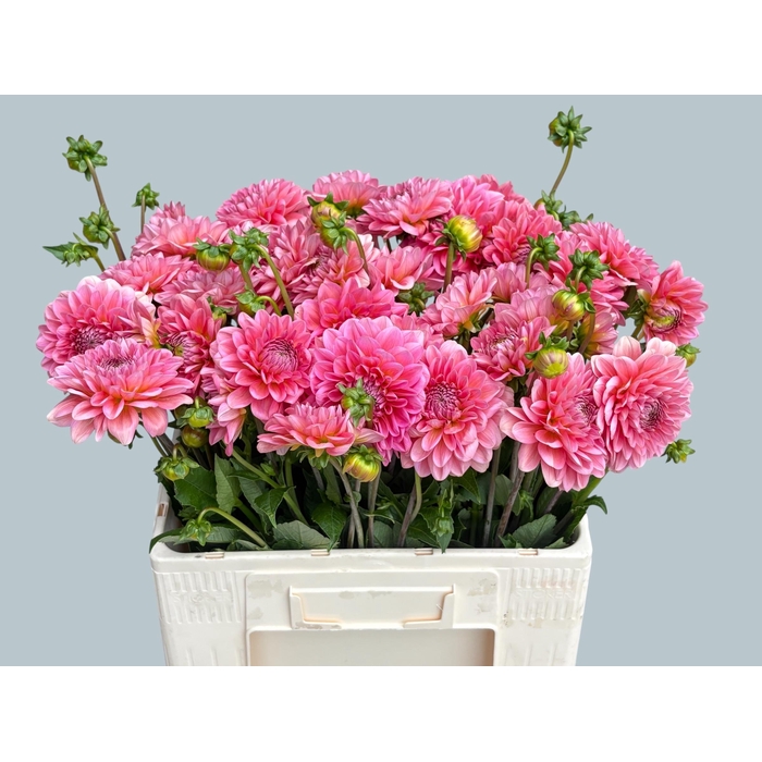 <h4>Dahl Dec Pink Runner</h4>