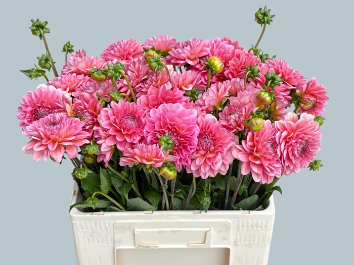 Dahl Dec Pink Runner