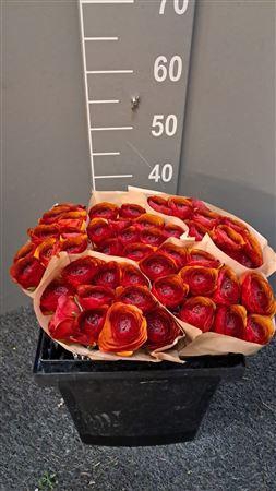 <h4>Ran Suc Ex Brownie</h4>