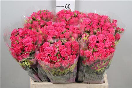 <h4>R Tr Lianne</h4>