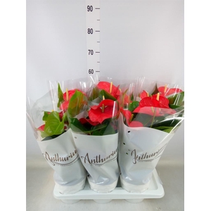 Anthurium andr. 'Minnesota'
