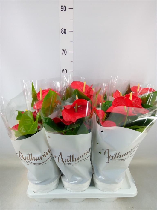 <h4>Anthurium andr. 'Minnesota'</h4>