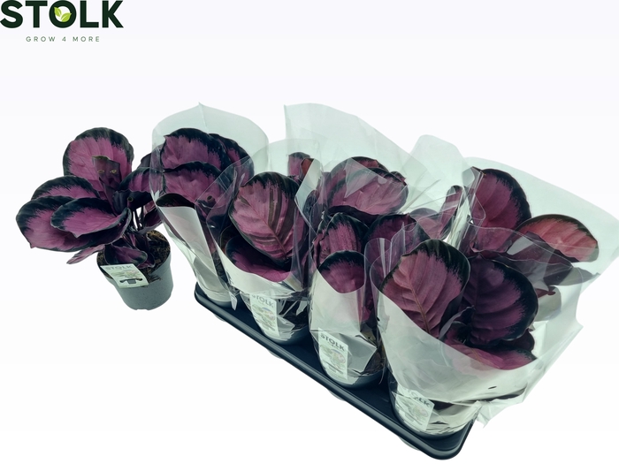 <h4>CALAT RO CRIMSON</h4>
