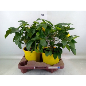 Citrus meyeri 'Meyer'