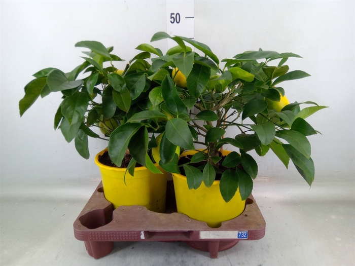 <h4>Citrus meyeri 'Meyer'</h4>