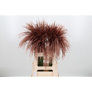 Miscanthus Kl Bh Koper