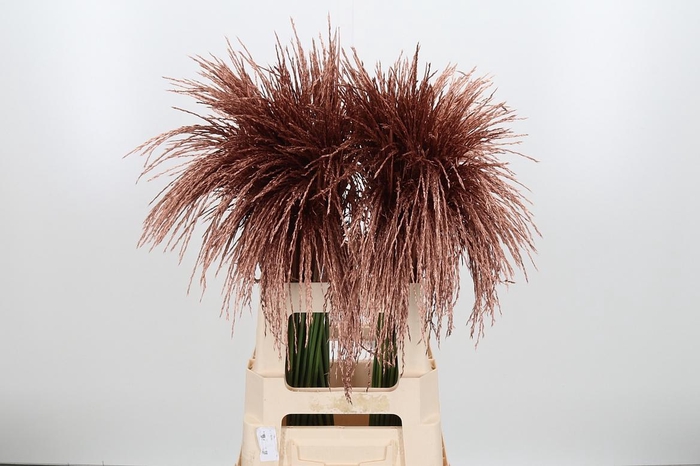 <h4>Miscanthus Kl Bh Koper</h4>