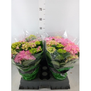 Hydrangea mac. 'Early Rosa'