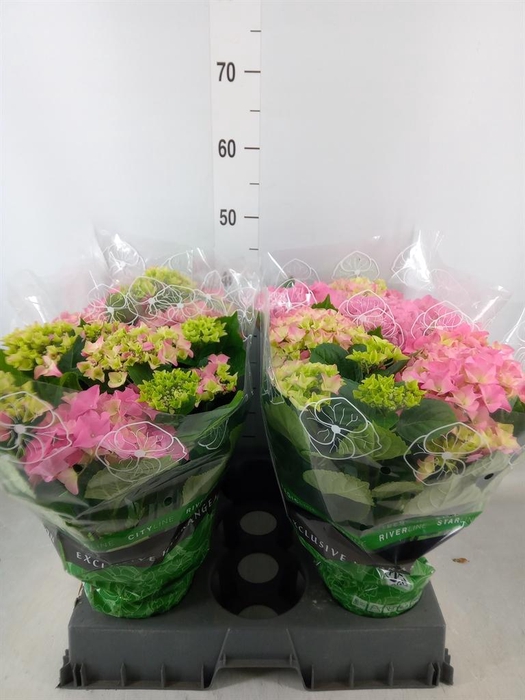 <h4>Hydrangea mac. 'Early Rosa'</h4>