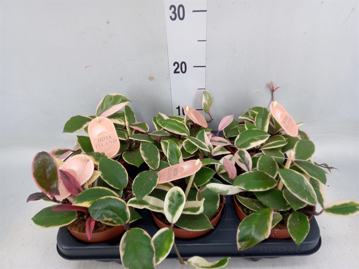 <h4>Hoya carnosa 'Floraganza Flamingo'</h4>