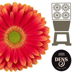 Gerbera Marylene Diamond