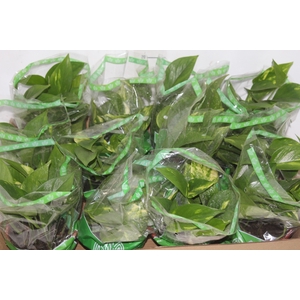 JIBOIA VERDE C13 PENDENTE