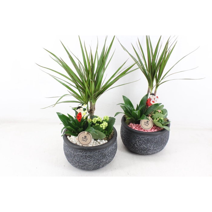 <h4>Arr2 Pl - Barok Black 401/2 - Roze/wit</h4>