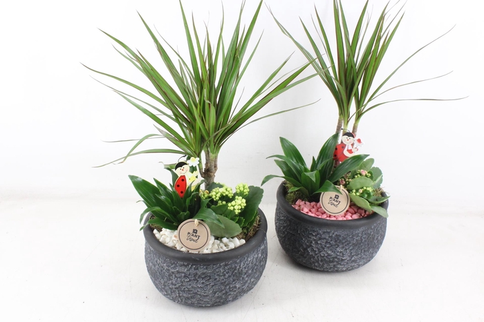 <h4>arr2 PL - Barok black 401/2 - roze/wit</h4>