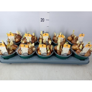 Narcissus DU 'Bridal Crown'