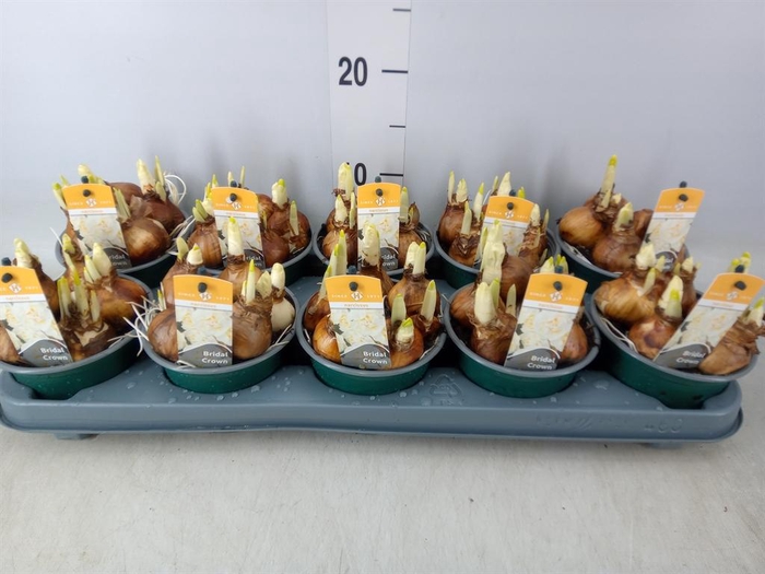 <h4>Narcissus DU 'Bridal Crown'</h4>