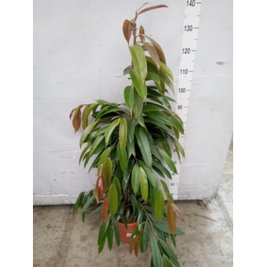 Ficus binn. 'Amstel King'