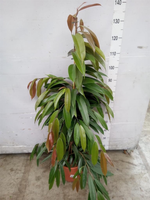 <h4>Ficus binn. 'Amstel King'</h4>