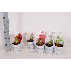 Hippeastrum mixed 14Ø 20cm 2st