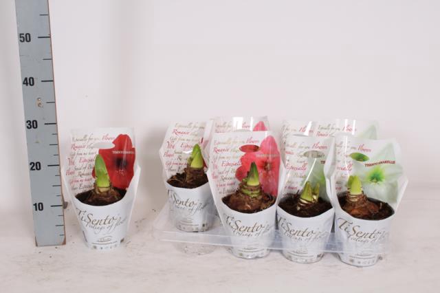 Hippeastrum mixed 14Ø 20cm 2st