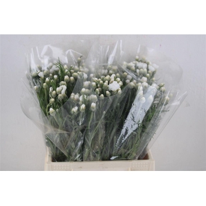 Centaurea White Carpet