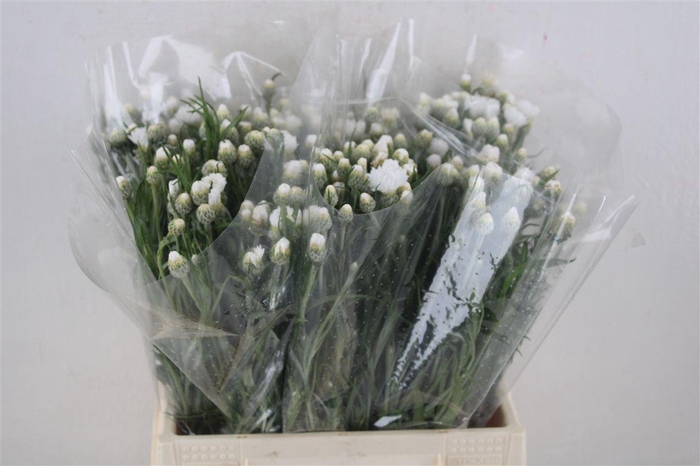 <h4>Centaurea White Carpet</h4>