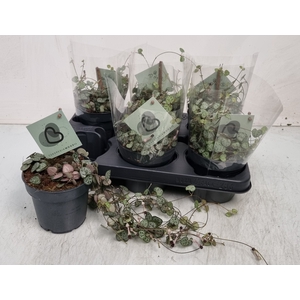 CEROPEGIA WOODII SUP