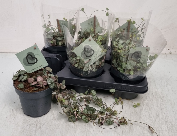 <h4>CEROPEGIA WOODII SUP</h4>