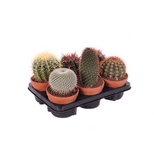 Cactus canarias schaal 13 cm