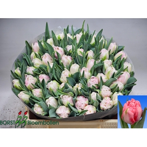 TU DU MOTHERS CHOICE