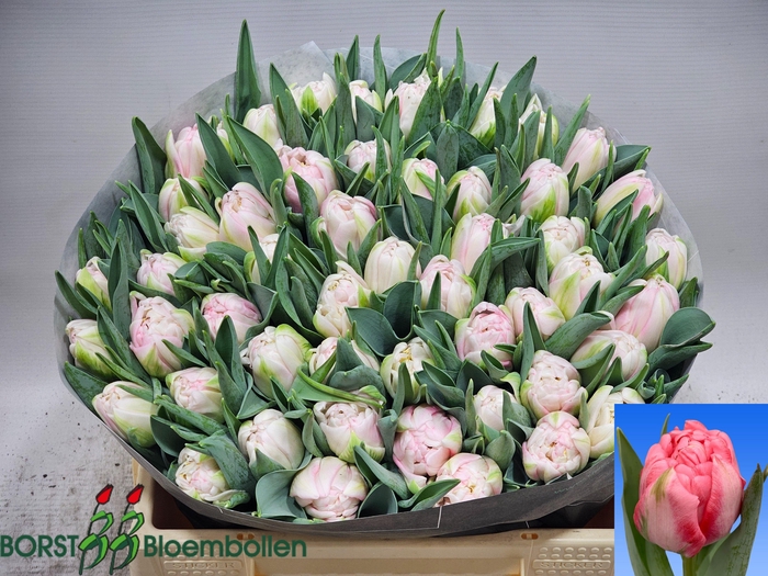 <h4>TU DU MOTHERS CHOICE</h4>