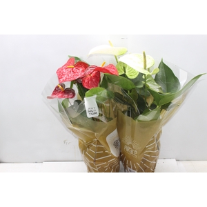 ANTHURIUM VARIADO P17