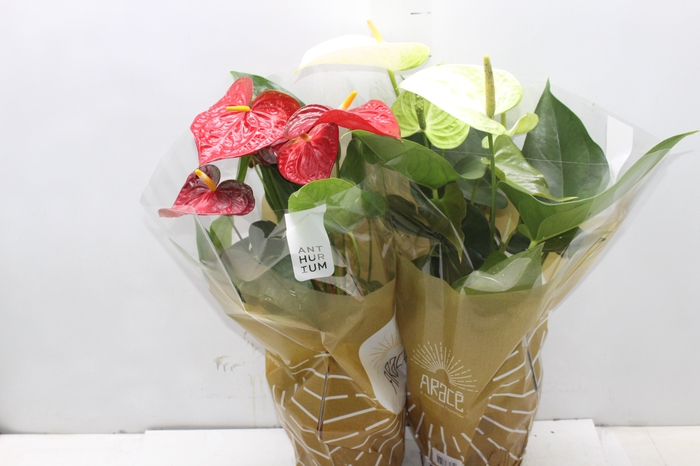 <h4>ANTHURIUM VARIADO P17</h4>