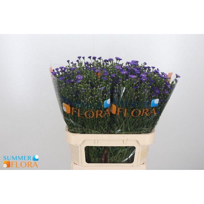 <h4>Ast Casamare</h4>