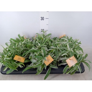 Murdannia loriformis 'Bright Star'