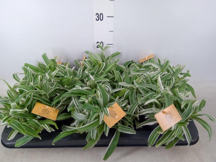 <h4>Murdannia loriformis 'Bright Star'</h4>