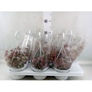 Ceropegia woodii ssp. woodii