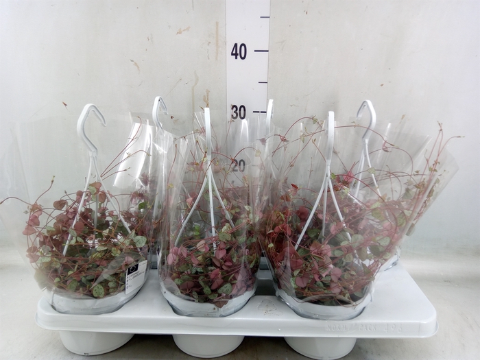 <h4>Ceropegia woodii ssp. woodii</h4>