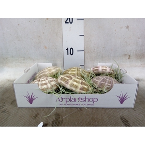 Tillandsia usneoides